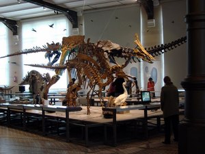 W muzeum dinozaurów