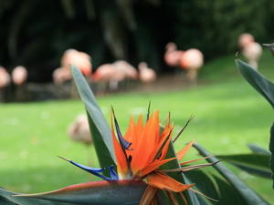 TENERYFA,LORO PARQUE