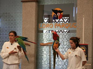 TENERYFA,LORO PARQUE