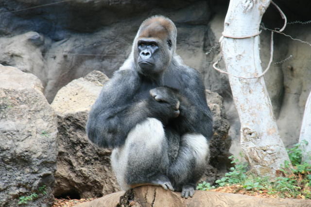 TENERYFA,LORO PARQUE