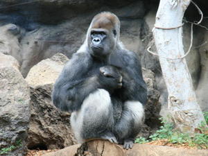 TENERYFA,LORO PARQUE