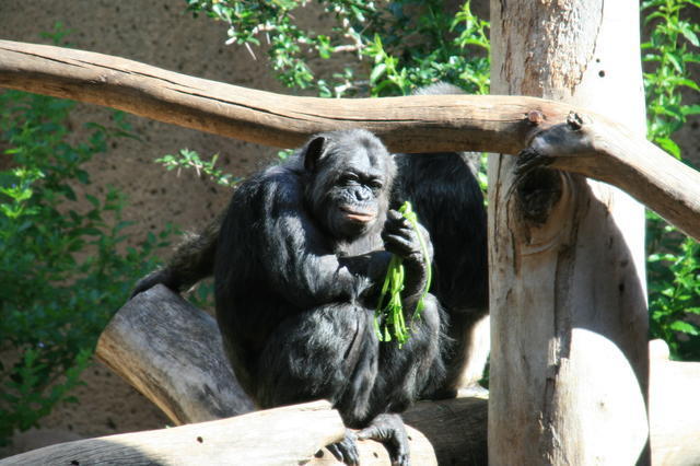 TENERYFA,LORO PARQUE