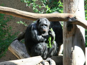 TENERYFA,LORO PARQUE