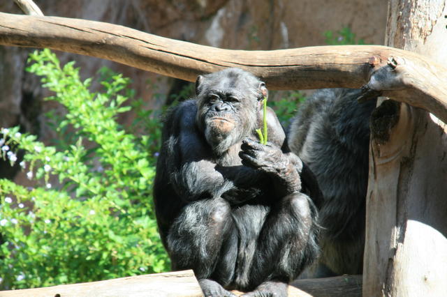 TENERYFA,LORO PARQUE