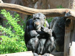 TENERYFA,LORO PARQUE
