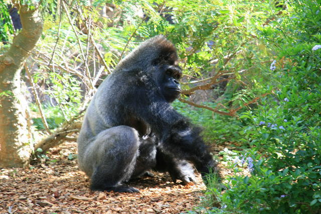 TENERYFA,LORO PARQUE