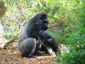 TENERYFA,LORO PARQUE