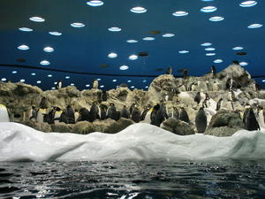 TENERYFA,LORO PARQUE