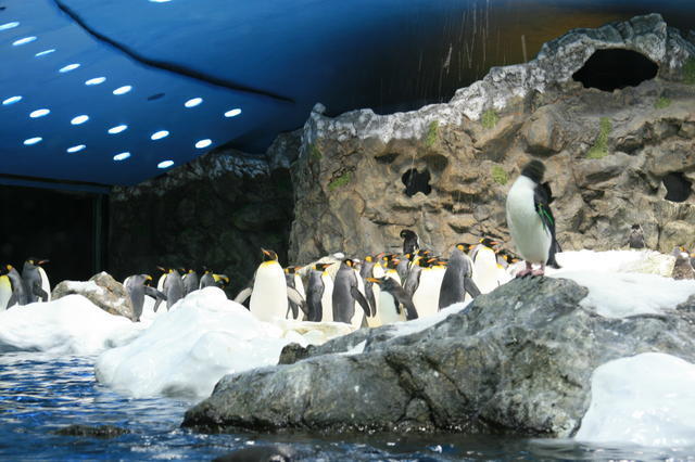 TENERYFA,LORO PARQUE