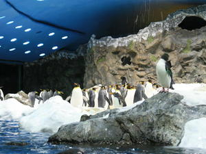 TENERYFA,LORO PARQUE