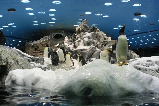 TENERYFA,LORO PARQUE