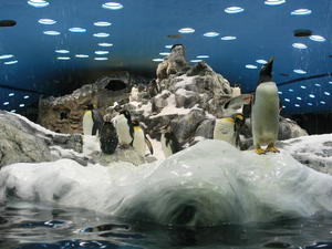 TENERYFA,LORO PARQUE