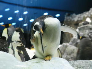 TENERYFA,LORO PARQUE