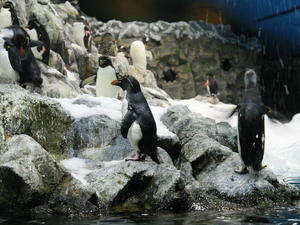 TENERYFA,LORO PARQUE
