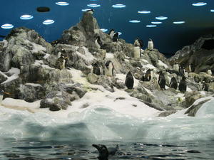TENERYFA,LORO PARQUE