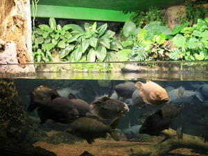 TENERYFA,LORO PARQUE