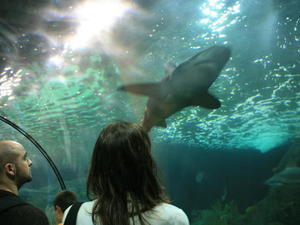 TENERYFA,LORO PARQUE