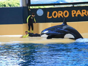 TENERYFA,LORO PARQUE