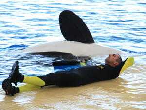 TENERYFA,LORO PARQUE