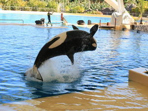 TENERYFA,LORO PARQUE