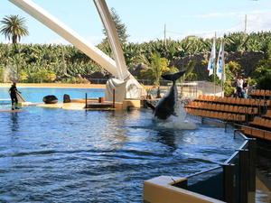 TENERYFA,LORO PARQUE