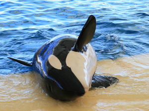 TENERYFA,LORO PARQUE