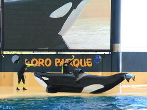 TENERYFA,LORO PARQUE