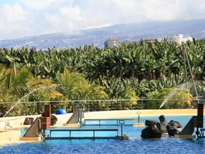 TENERYFA,LORO PARQUE