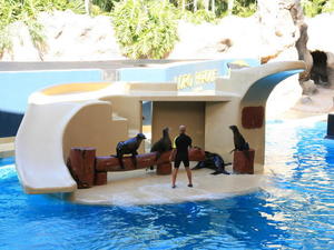 TENERYFA,LORO PARQUE