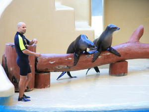 TENERYFA,LORO PARQUE