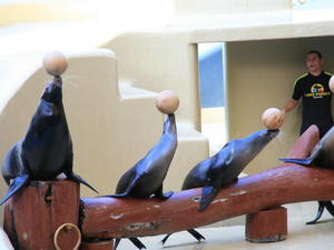TENERYFA,LORO PARQUE