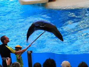 TENERYFA,LORO PARQUE