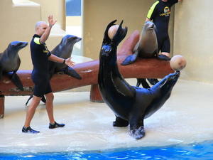 TENERYFA,LORO PARQUE