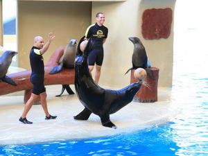 TENERYFA,LORO PARQUE