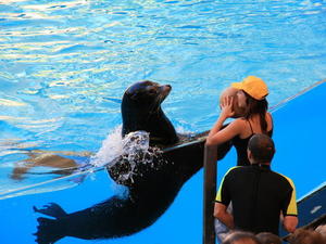 TENERYFA,LORO PARQUE