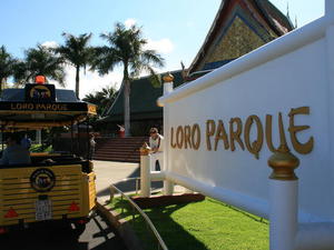 TENERYFA,LORO PARQUE