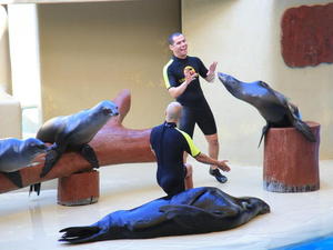 TENERYFA,LORO PARQUE