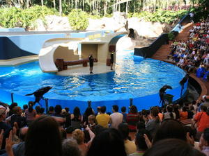 TENERYFA,LORO PARQUE