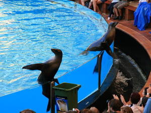 TENERYFA,LORO PARQUE