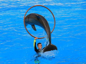TENERYFA,LORO PARQUE