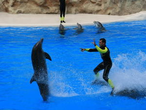 TENERYFA,LORO PARQUE