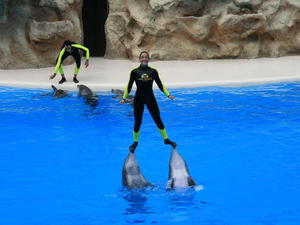 TENERYFA,LORO PARQUE