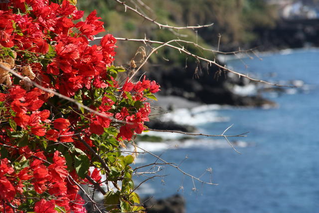 MADERA,FUNCHAL-FESTIWAL KWIATÓW