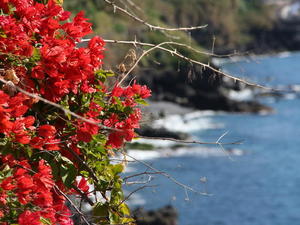 MADERA,FUNCHAL-FESTIWAL KWIATÓW