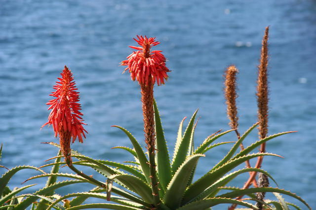 MADERA,FUNCHAL-FESTIWAL KWIATÓW