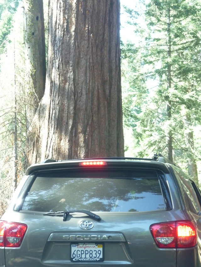 Sequoia pod Sekwoją?