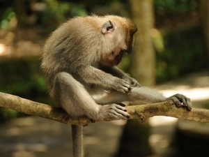 Bali, Monkey Forrest