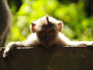 Bali, Monkey Forrest