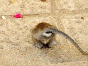 Bali, Monkey Forrest