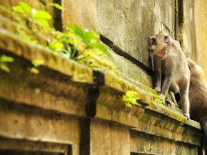 Bali, Monkey Forrest